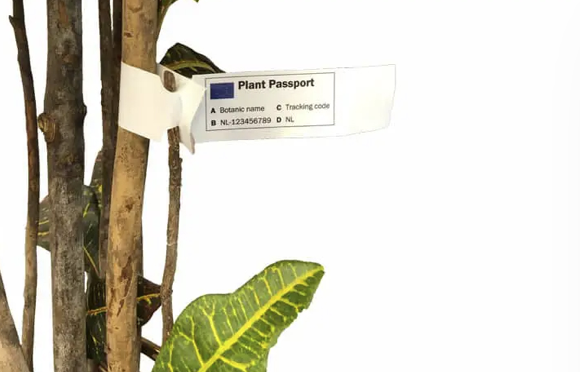 BİTKİ PASAPORT ETİKETİ ÇÖZÜMLERİ