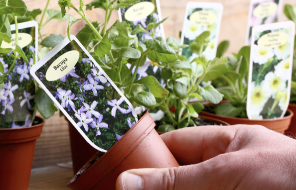 FİDE BİTKİ ETİKET ÇÖZÜMLERİ